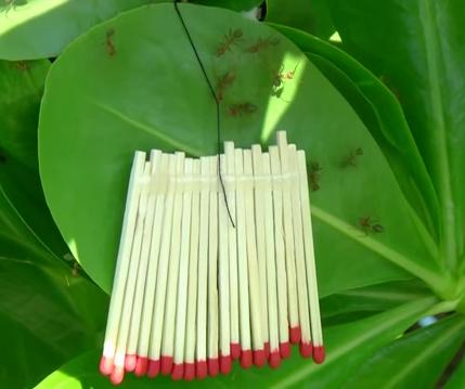 semut termasuk hewan terkuat